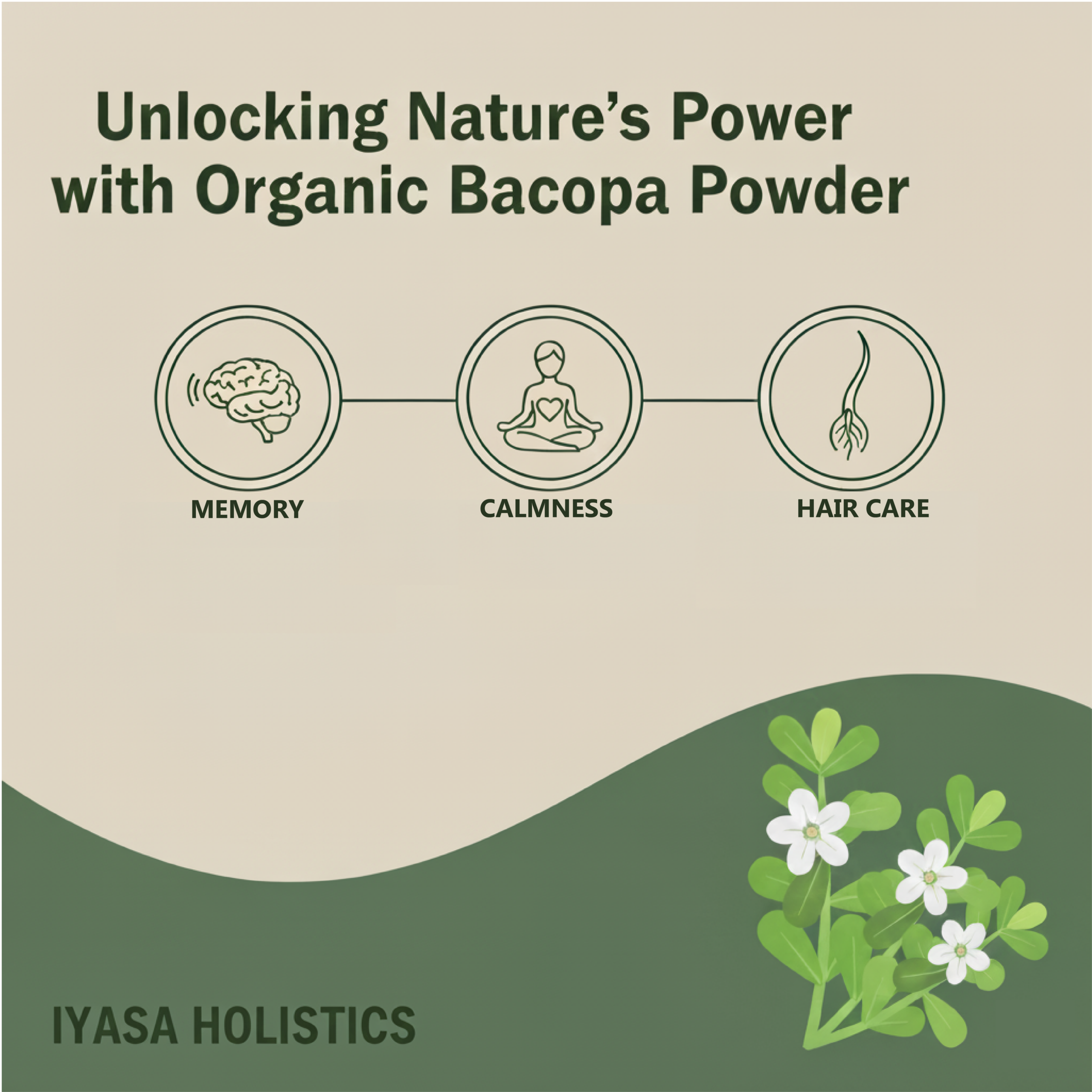 Organic Bacopa Powder - Image 5